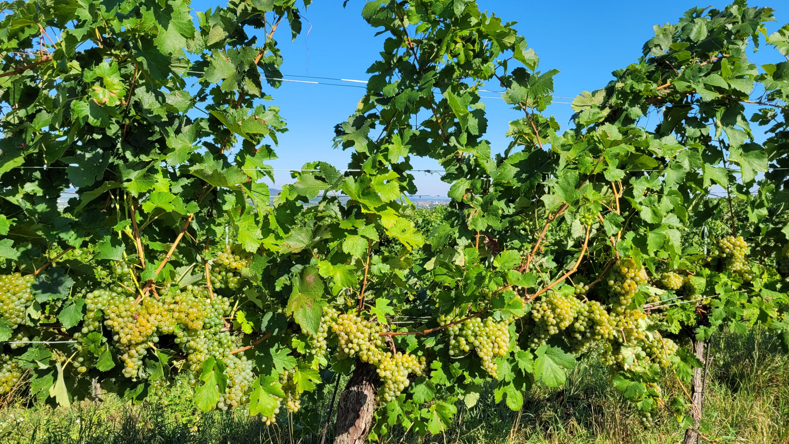 Laubarbeit im Weingarten