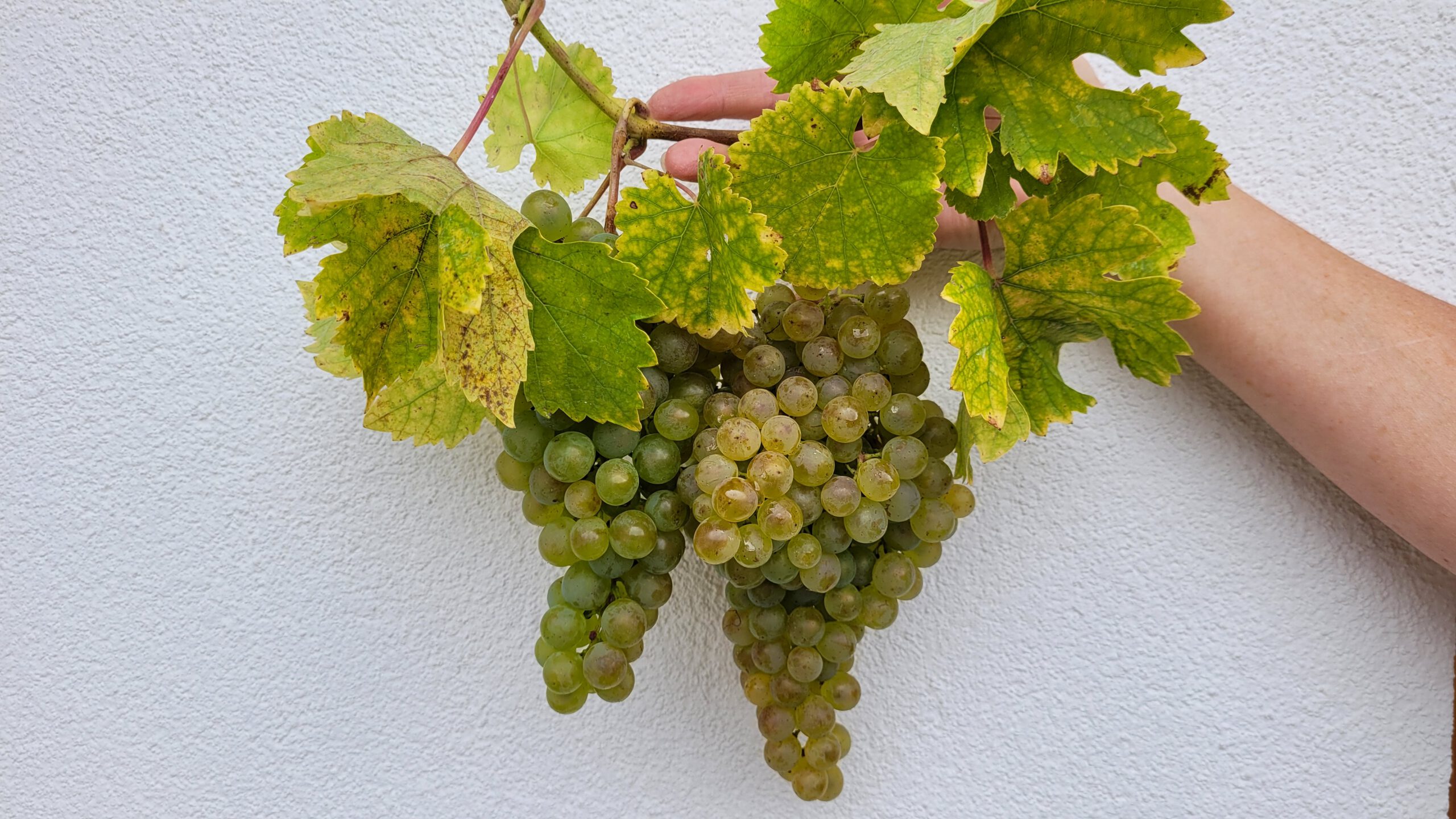 Weinprämierung 2025