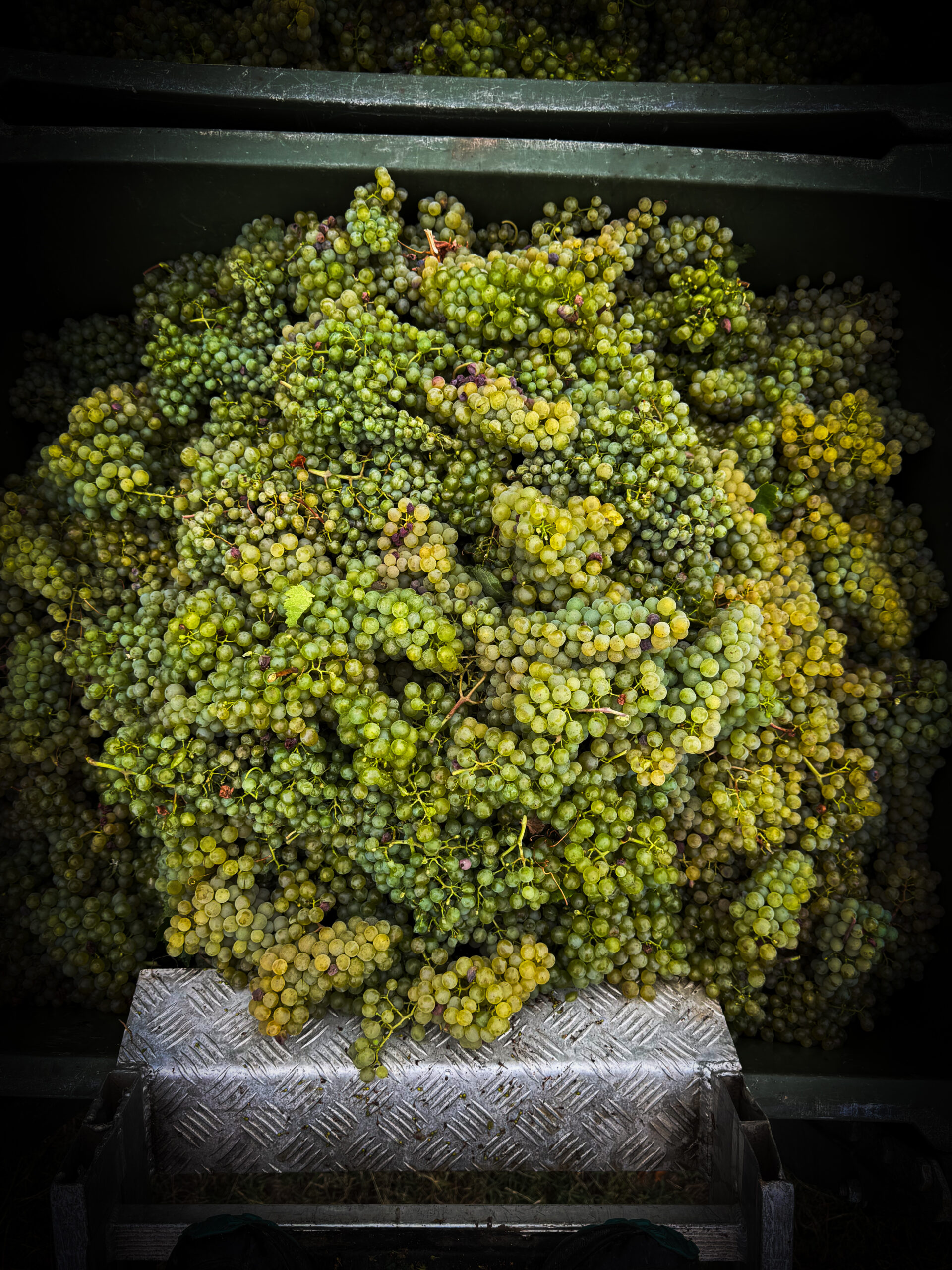 Die Weinlese 2026 ist abgeschlossen